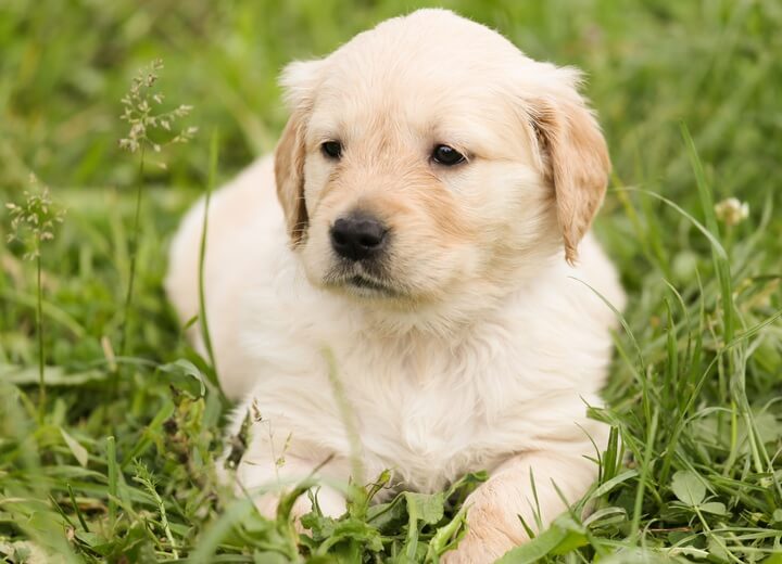 Pet harnesses,