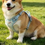 Cartoon Cat Mesh Harness, Padded 2