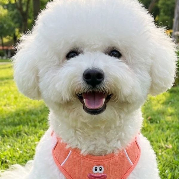 pettrail-1053384191132-0
