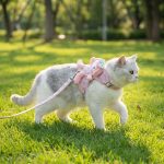 Cat Walking Harness 1