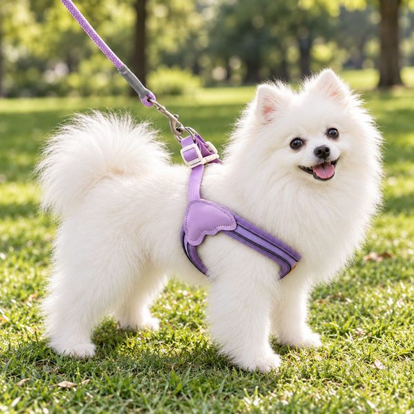 pettrail-1093509290725-0