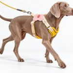 Saddle Harness & Leash Set 1