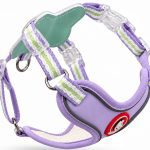 Saddle Harness & Leash Set 4