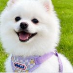 Cream Bear Vest Harness 3