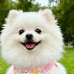 Cream Bear Vest Harness 4