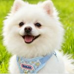 Cream Bear Vest Harness 6