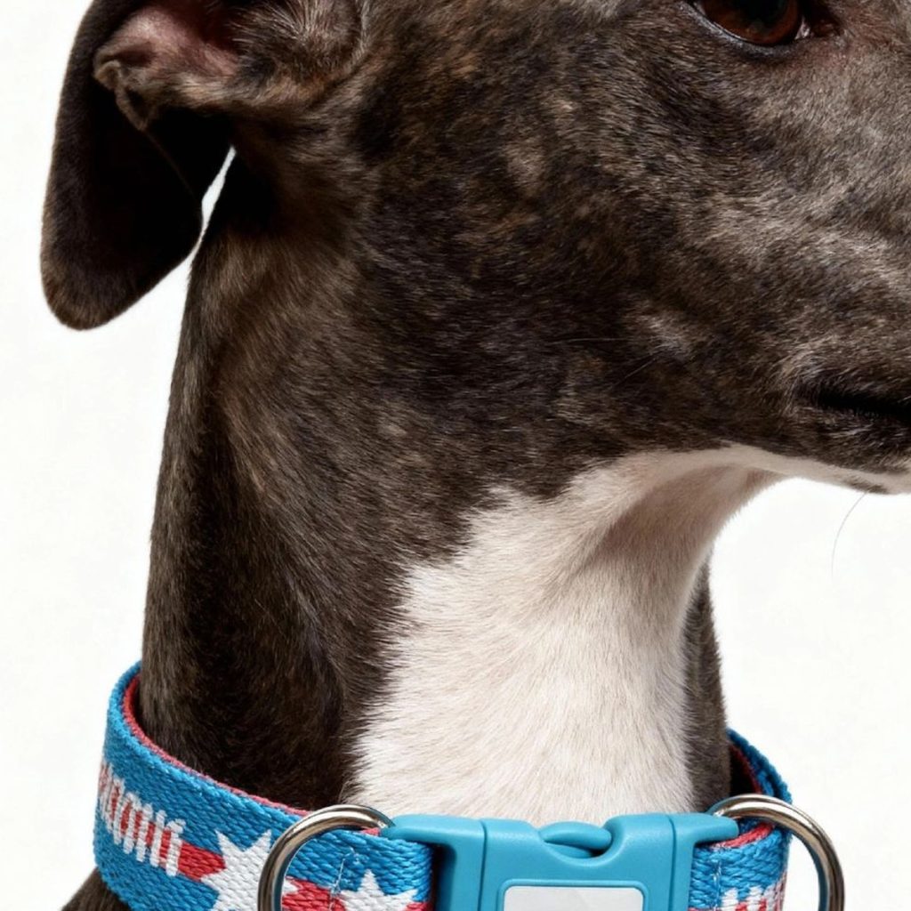Padded Webbing Dog Collar