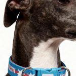 Padded Webbing Dog Collar 1