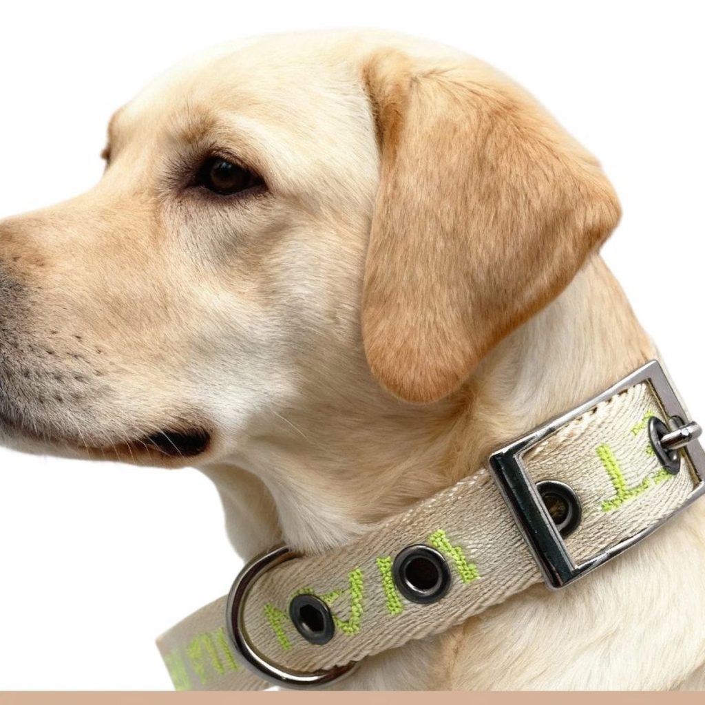Pin-Buckle Nylon Collar