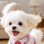 Cartoon Cat Mesh Harness, Wide Strap 1