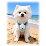 Cartoon Cat Mesh Harness, OEM 4