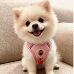 Vest Harness for Small Dogs 2