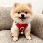 Vest Harness for Small Dogs 3