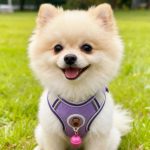 Vest Harness for Small Dogs 4