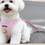 Puppy Harness & Leash Set 1