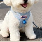Puppy Harness & Leash Set 2