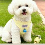 Puppy Harness & Leash Set 3