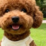 Puppy Harness & Leash Set 4
