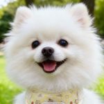 Cream Bear Mesh Harness 1