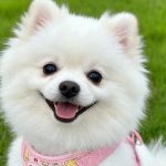 Cream Bear Mesh Harness 2