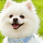 Cream Bear Mesh Harness 3