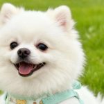 Cream Bear Mesh Harness 4