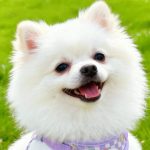 Cream Bear Mesh Harness 5